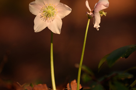 White flower in the spring forest, a Nature Photo by Dreamy Pixel