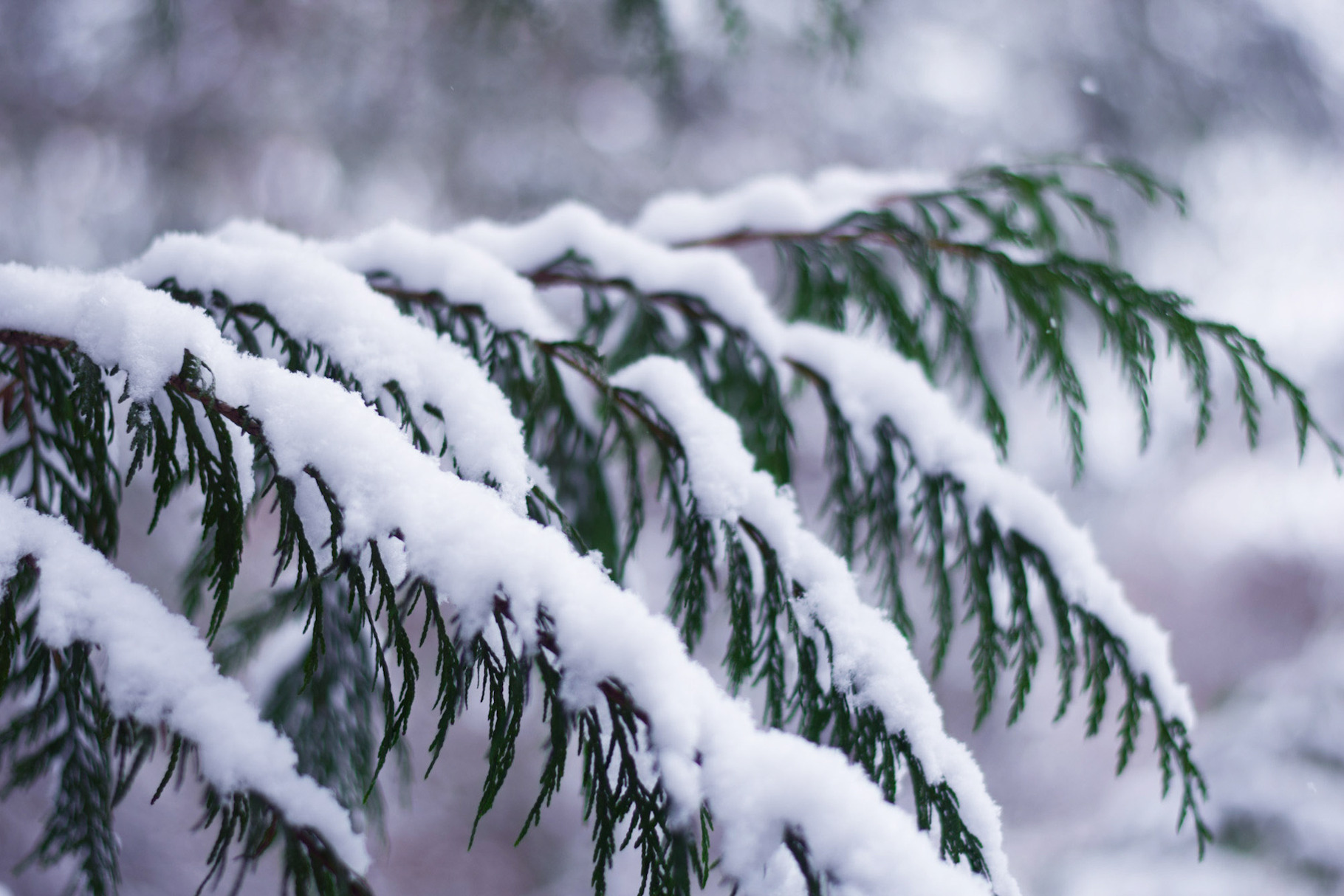Snowy Winter Cedar, a Photo by larkstudios
