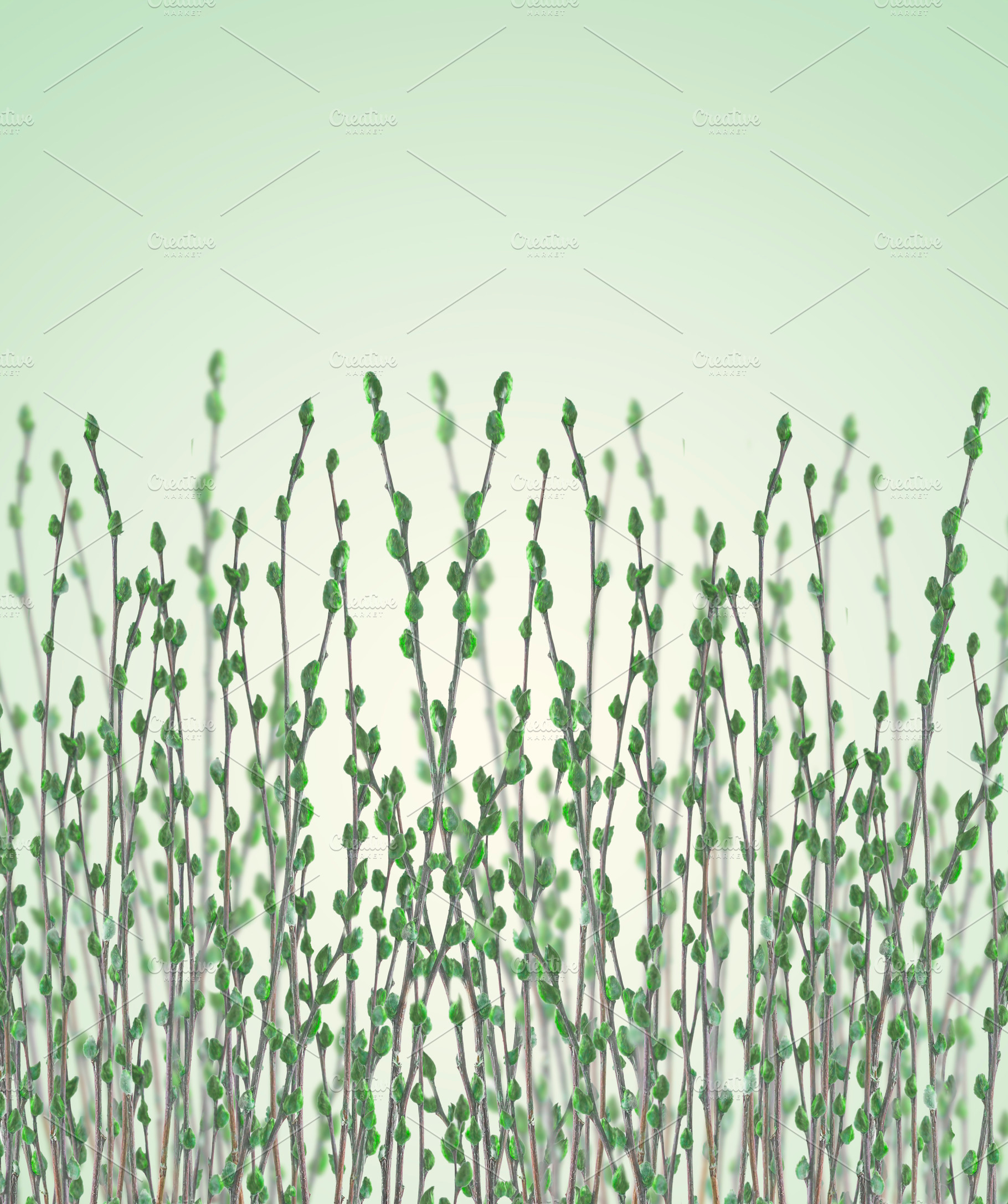 Green pussy willow branches, a Nature Photo by VICUSCHKA