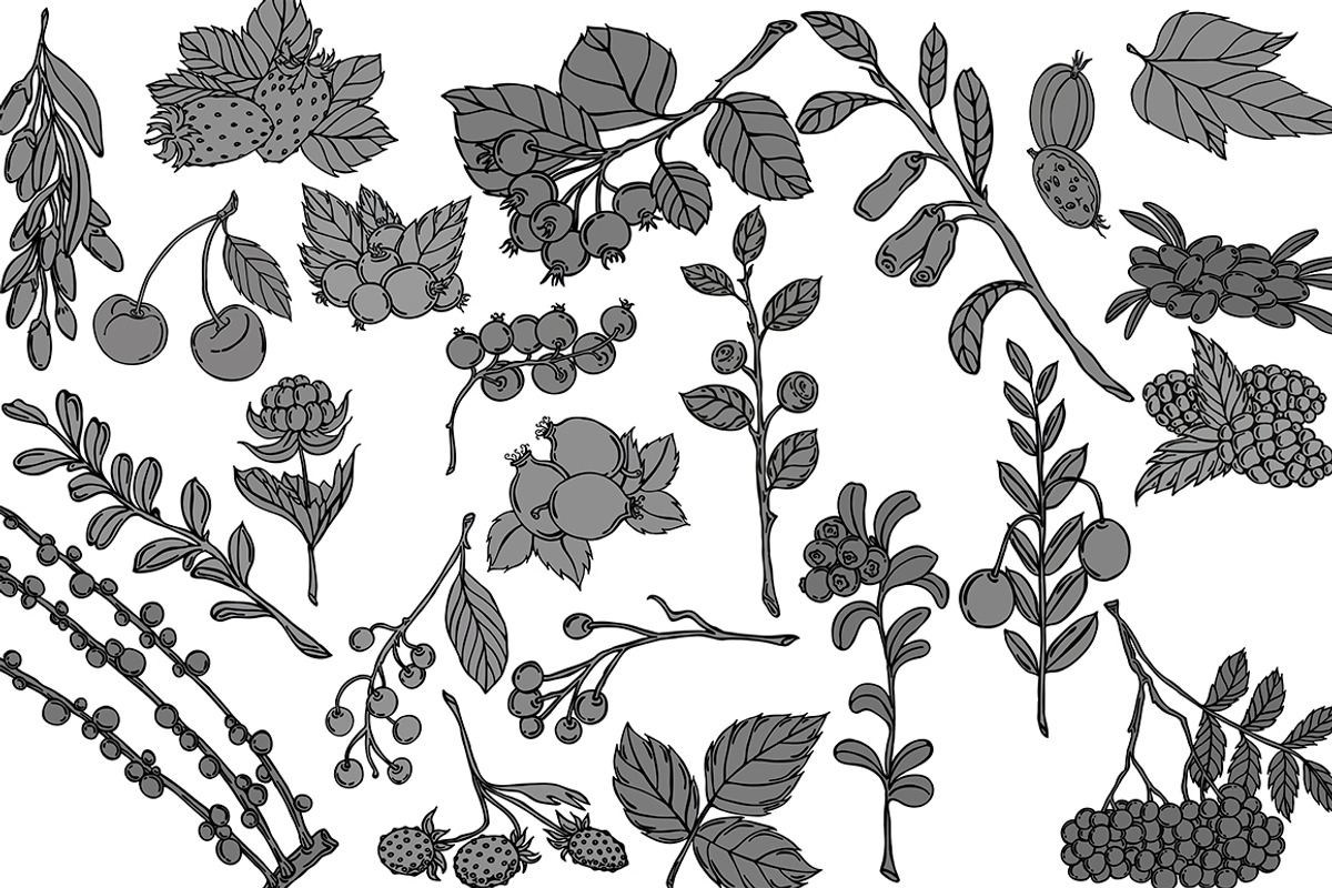 Vector berries, an Illustration by risovanya (Photo 8 of 9)