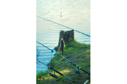 Fishing fish on the hook. Selective, a Sports & Recreation Photo by yanadjana