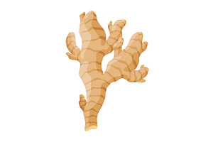 Ginger root. Aromatic herbal spice, a Food Illustration by the8monkey