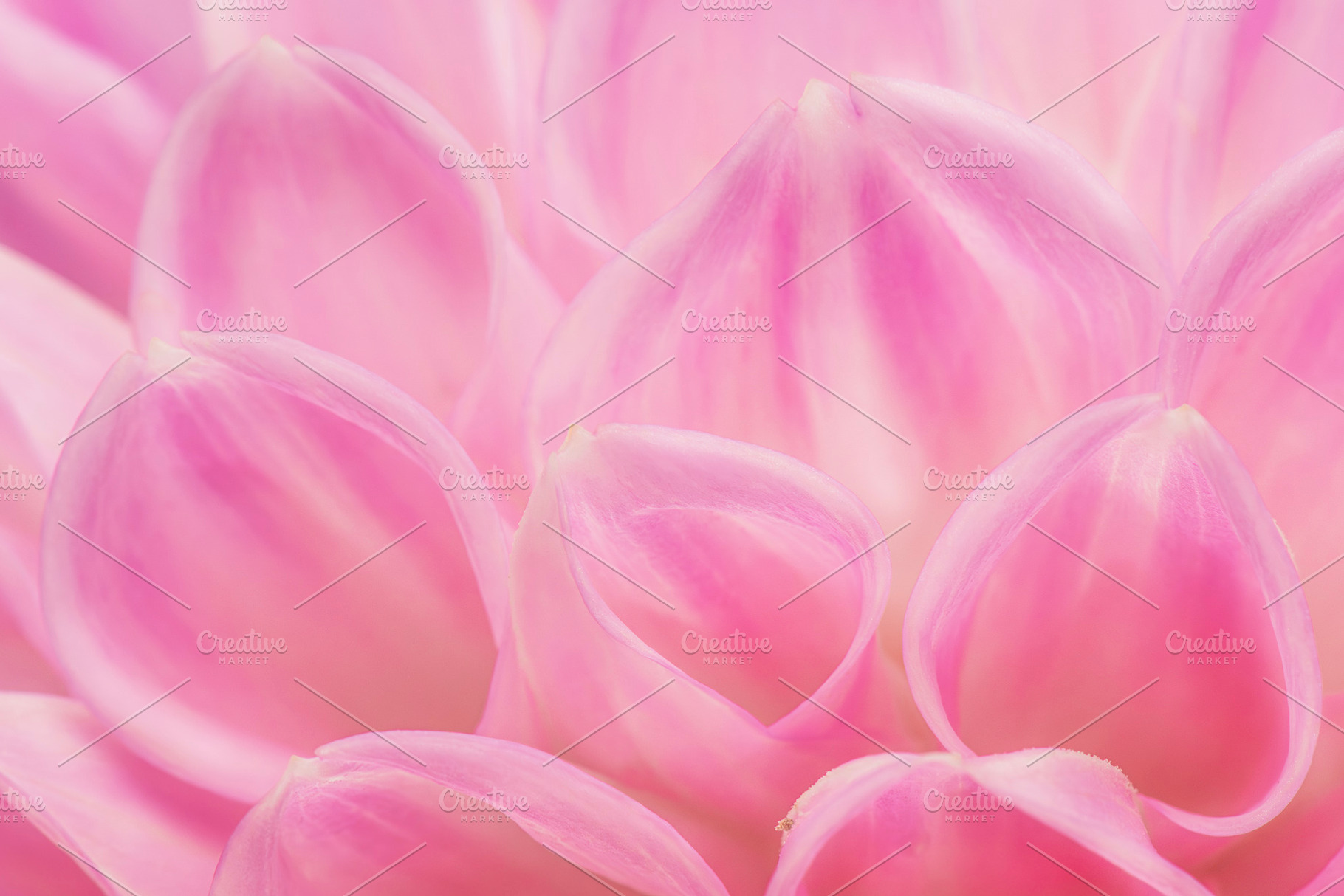 Light Pink Dahlia Flower Petals, a Nature Photo by Rob D Animal Photography