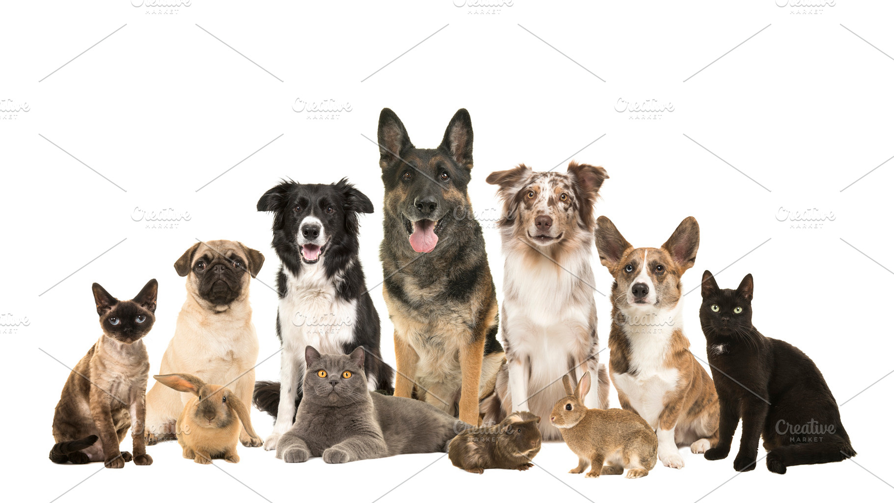 Large group of various domestic pets, an Animal Photo by Elles Rijsdijk