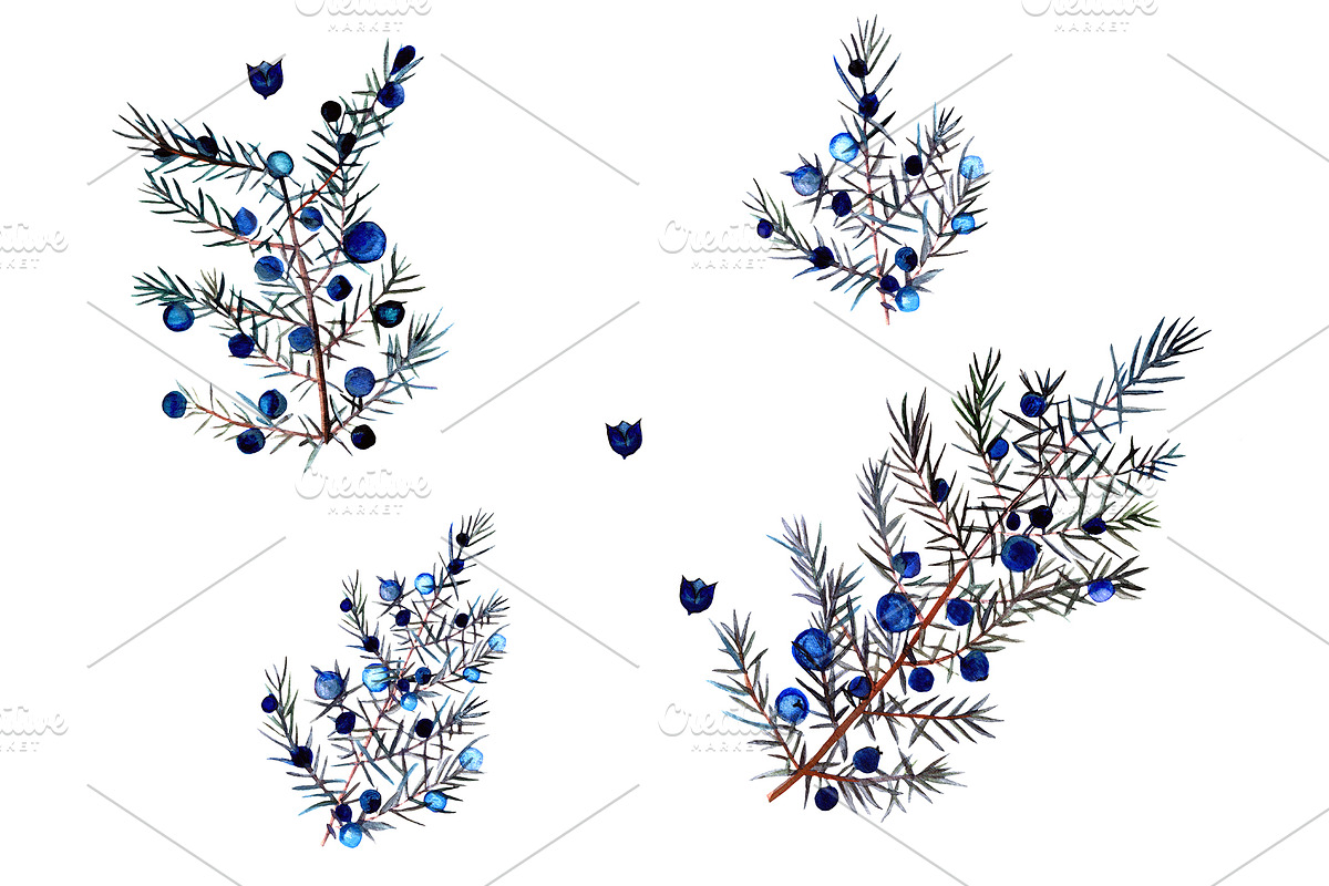 Watercolor juniper berries clipart, an Object Illustration by FleurArt (Photo 2 of 6)