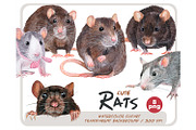 Watercolor realistic rats clipart, an Animal Illustration by ArtfulStudio (Thumbnail 1 of 9)