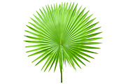 Palm Leaves Isolated, an Object Graphic by pixelworkz (Thumbnail 4 of 7)