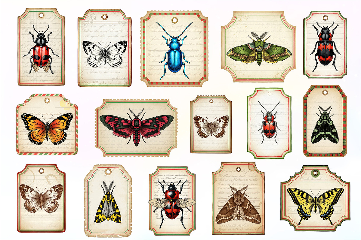 Entomology Labels, Insects Tags, an Illustration by Dream Creation