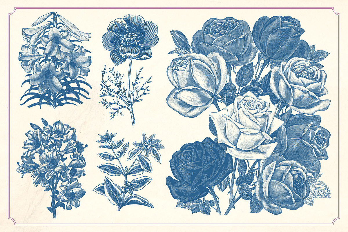 Vintage Flower Illustrations, a Decorative Illustration by Mr Vintage (Photo 11 of 13)