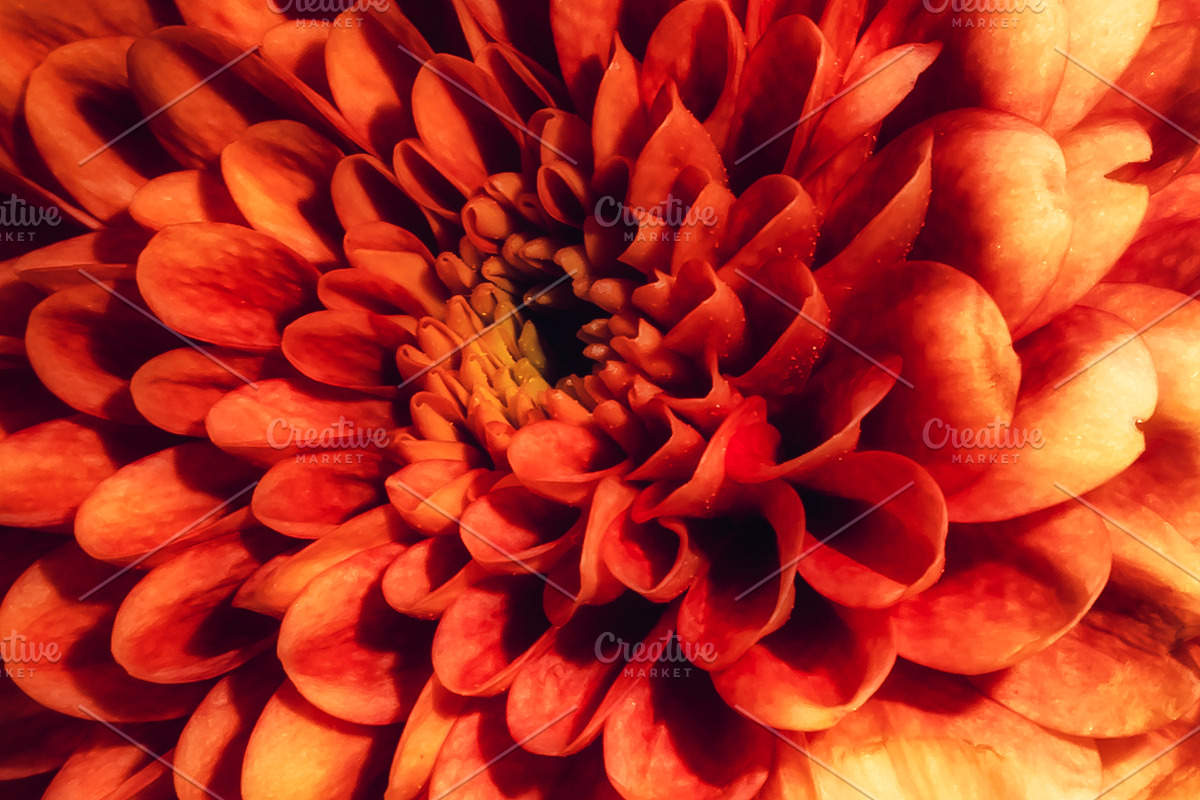 Moody Botanical Chrysanthemum Photos, a Nature Photo by Silent Nature (Photo 5 of 6)