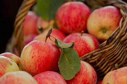 Apples Containing Apple Garden And Fruit preview 5