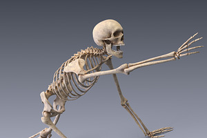 Human Skeleton Rigged