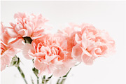 Pink Carnations Bundle, a Product Mockup by Peppermint &Tea (Thumbnail 4 of 6)