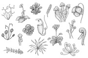 Carnivorous Plants, an Object Illustration by Eugenia Hauss Design (Thumbnail 2 of 3)