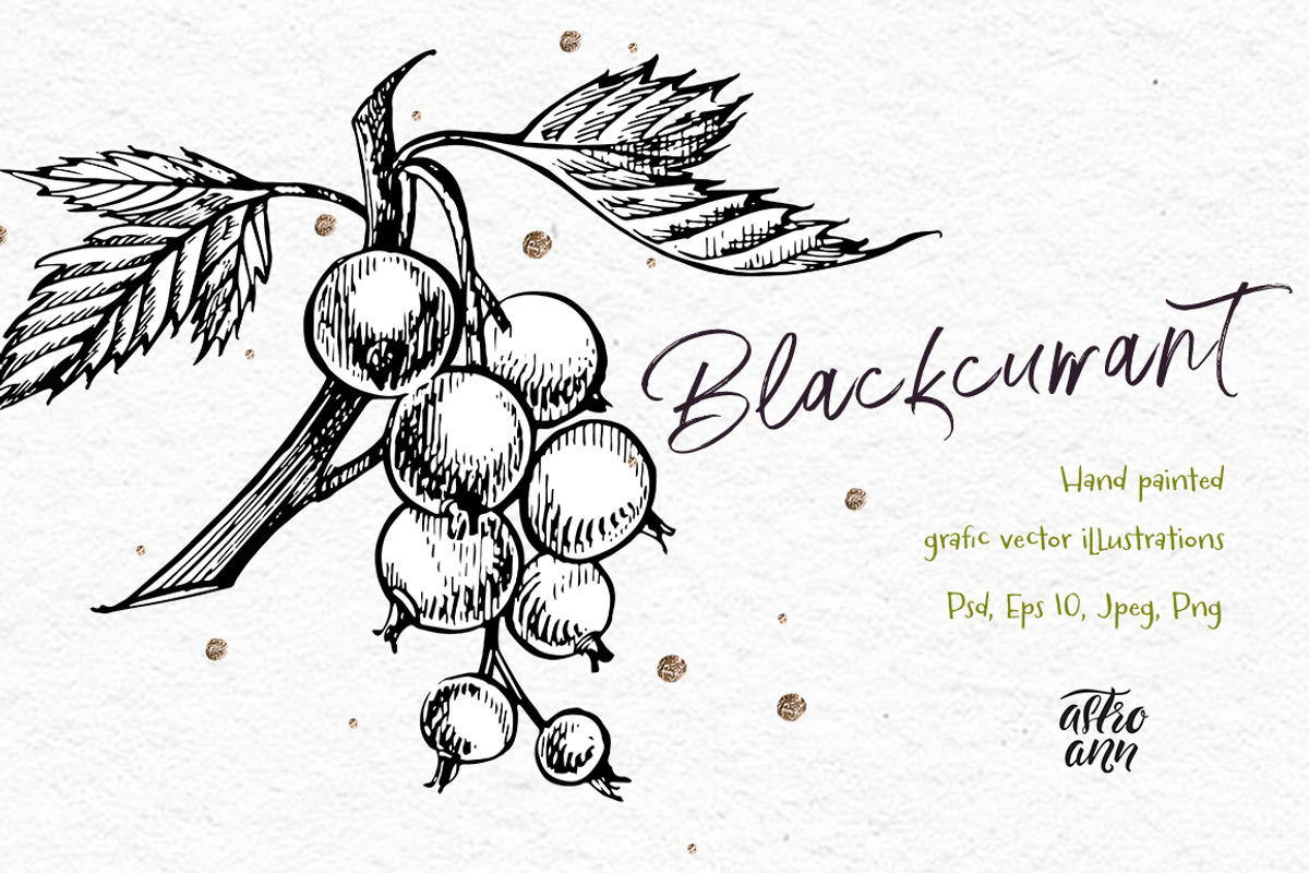 Blackcurrant in botanical style, an Illustration by Ann Astro (Photo 4 of 7)