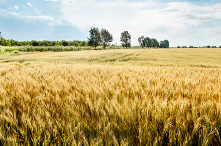 Closeup of golden wheat ears in field in summer season. Countrys, a Nature Photo by hitdelight