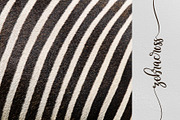 Melloner Fonts, a Script Font by alit design (Thumbnail 8 of 12)
