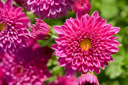 Pink chrysanthemum flowers featuring flowers, fuchsia, and magenta, a Nature Photo by yongkiet jitwattanatam