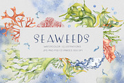 Sea plants watercolor collection, an Illustration by Kate Lanbina (Thumbnail 1 of 18)