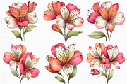 Spring Alstroemeria Flowers Clipart, an Illustration by Craft Nest (Thumbnail 3 of 11)