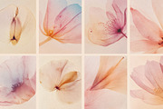 VEIL Flowers Collection, a Background Graphic by nkate (Thumbnail 11 of 13)