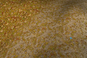 AUTUMN AND WINTER TEXTURE PACK, a Textures & Material 3D Model by Beatheart Creative Studio (Thumbnail 48 of 58)