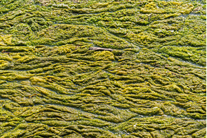 Blue-green summer algae covering the, a Nature Photo by Backyard Stock