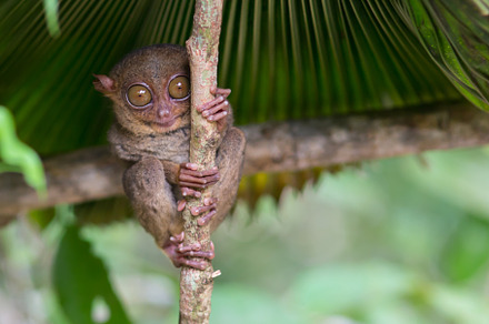Smiling cute tarsier sitting on a tree  bohol island philippines containing, an Animal Photo by coob.kz