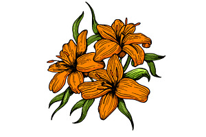 Lily Flower Engraving Style Vector I