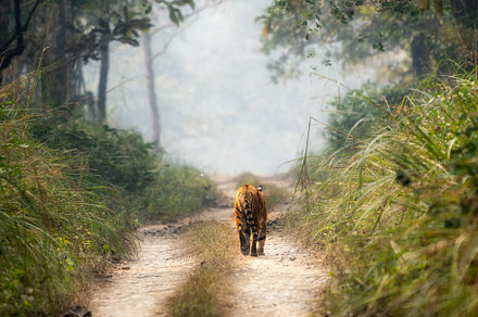 Bengal Tiger in Chitwan National Park, a Background Photo by Clinton Weaver