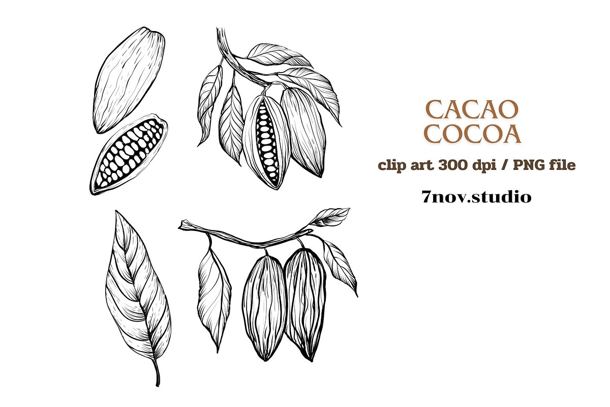 Cacao Cocoa, a Food Illustration by 7nov.studio (Photo 3 of 3)