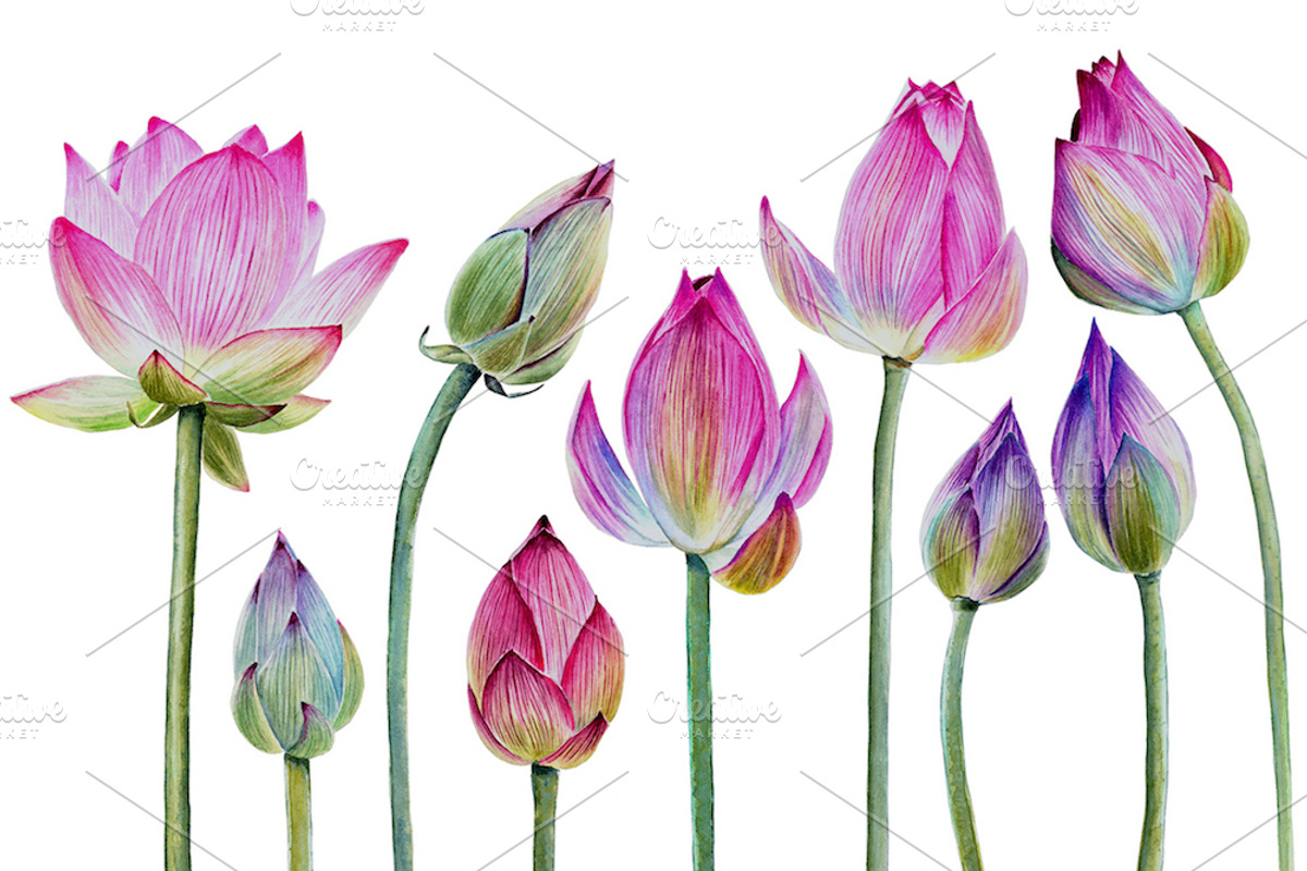 Watercolor lotuses collection, an Illustration by Verlena's Corner (Photo 2 of 7)