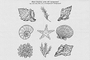 Seashell Vector Hand-drawn Clipart, an Object Graphic by BarvArt (Thumbnail 4 of 6)