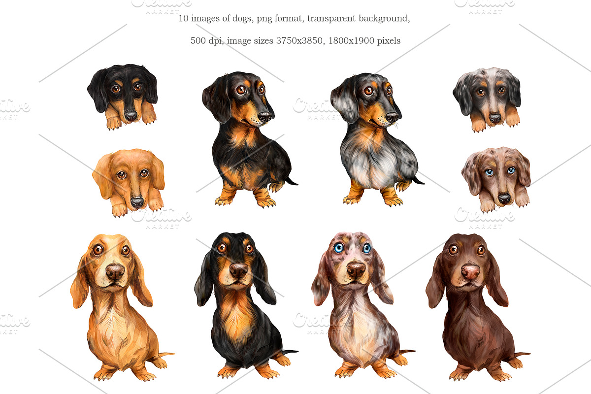 Dachshund dog watercolor clipart., an Illustration by SavinV (Photo 2 of 7)