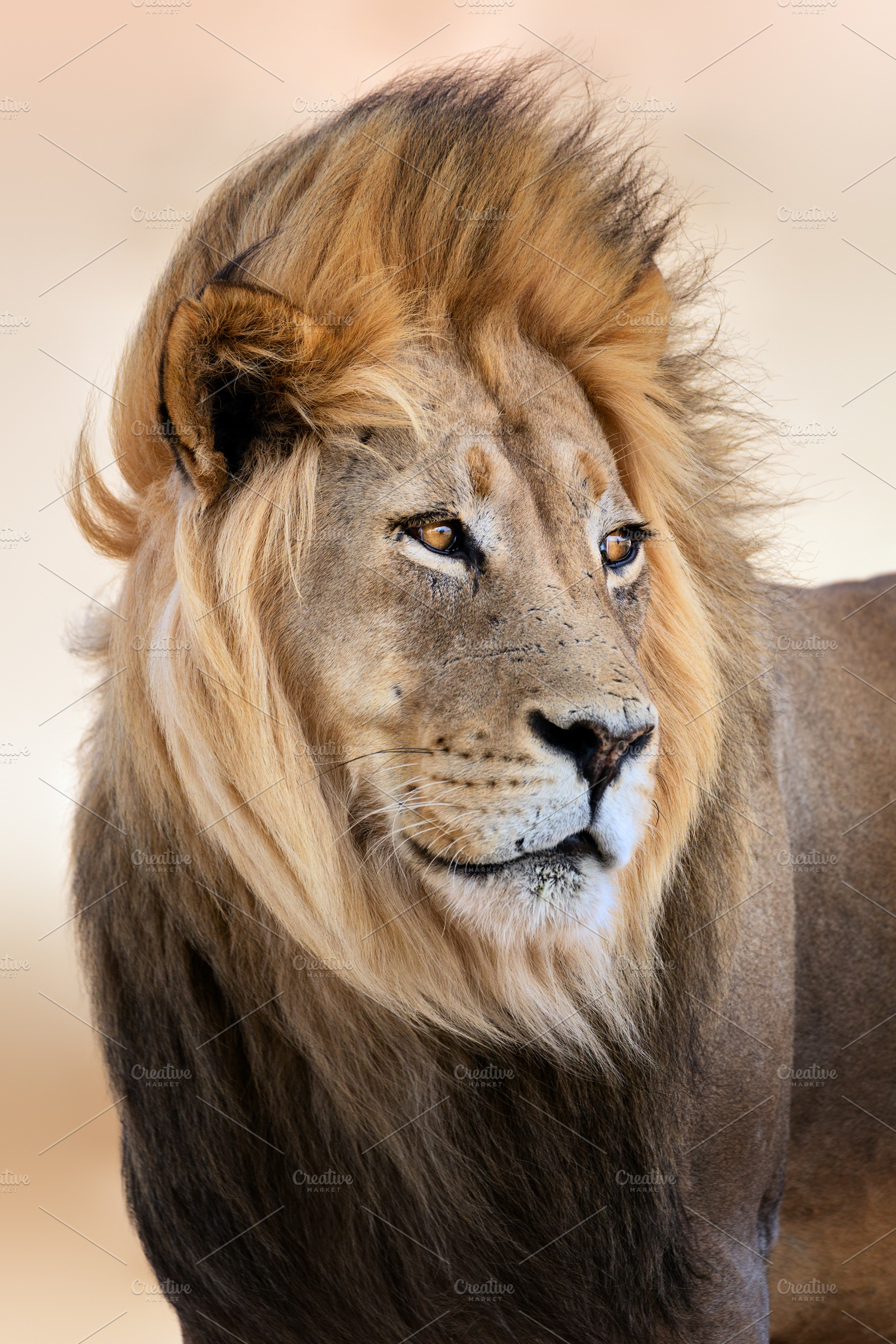 Male lion portrait, an Animal Photo by Etienne & Yolandi Outram