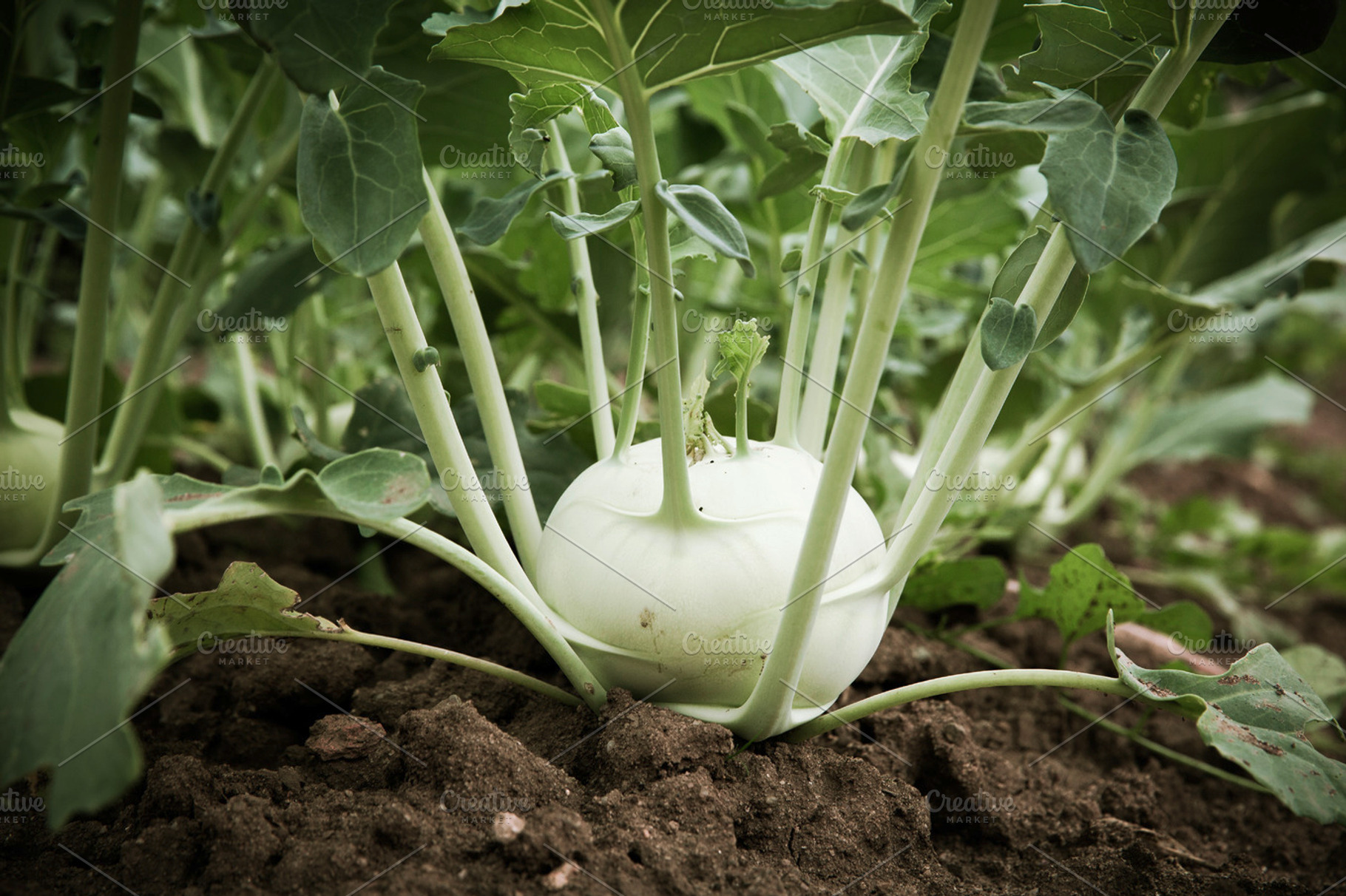 Cabbage Turnip