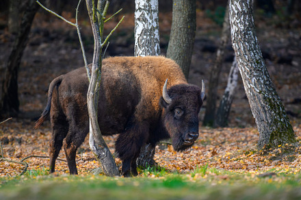 Wild adult Bison in the autumn forest. Wild animal in the natura, an Animal Photo by Byrdyak