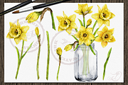 Daffodils Watercolor Clip Art, a Decorative Illustration by DioFlow (Thumbnail 3 of 4)