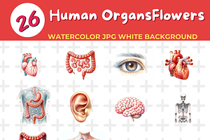 Human Organwater color Jpg Backgroun, an Education Illustration by John_Walker
