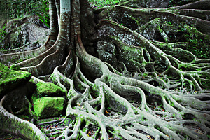 Tree roots, a Photo by saiko3p