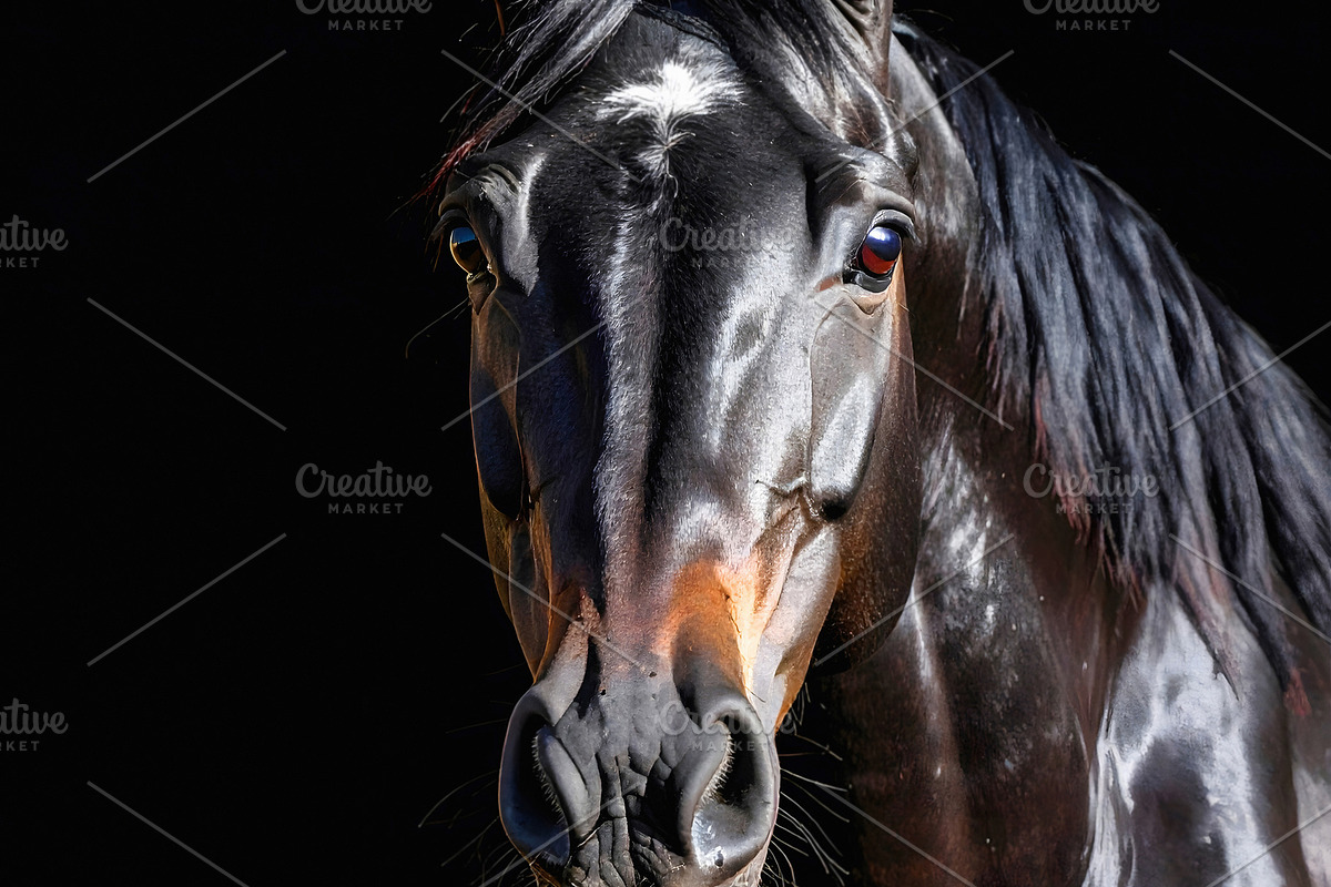 Stunning black horse portrait with glossy detailed features, an Animal Photo by GoodGoods (Photo 2 of 2)