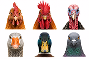 Wild Animals Illustration Clipart, an Animal Illustration by Wowly Design (Thumbnail 5 of 20)