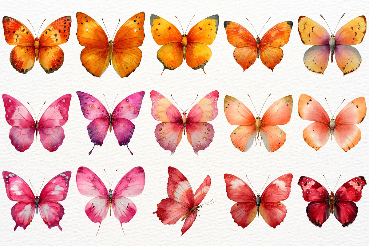 Floral Butterfly Clipart Summer PNG, an Animal Illustration by SugarCloudStudioArt (Photo 6 of 8)