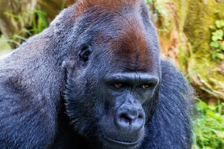 big gorilla, an Animal Photo by TrueMitra Designs