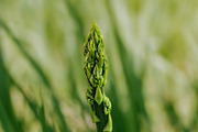Green asparagus plant, a Food & Drink Photo by Ana Dee Photography (Thumbnail 2 of 2)