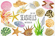 Watercolor Seashells Clipart, Shells, an Object Graphic by Paulaparaula (Thumbnail 1 of 3)