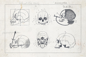 Craniometry