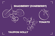 BERRY LINE ART SET (20 elements), a Food Illustration by Bonfloret Studio (Thumbnail 5 of 9)