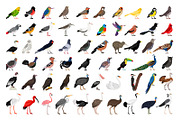 Big set of Different Birds, an Object Graphic by ianakauri (Thumbnail 2 of 8)