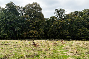 Deer resting in a grassy field near a dense forest in London UK countryside, a Nature Photo by AS photostudio
